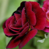 Auricula Robinette - Abriachan Nurseries